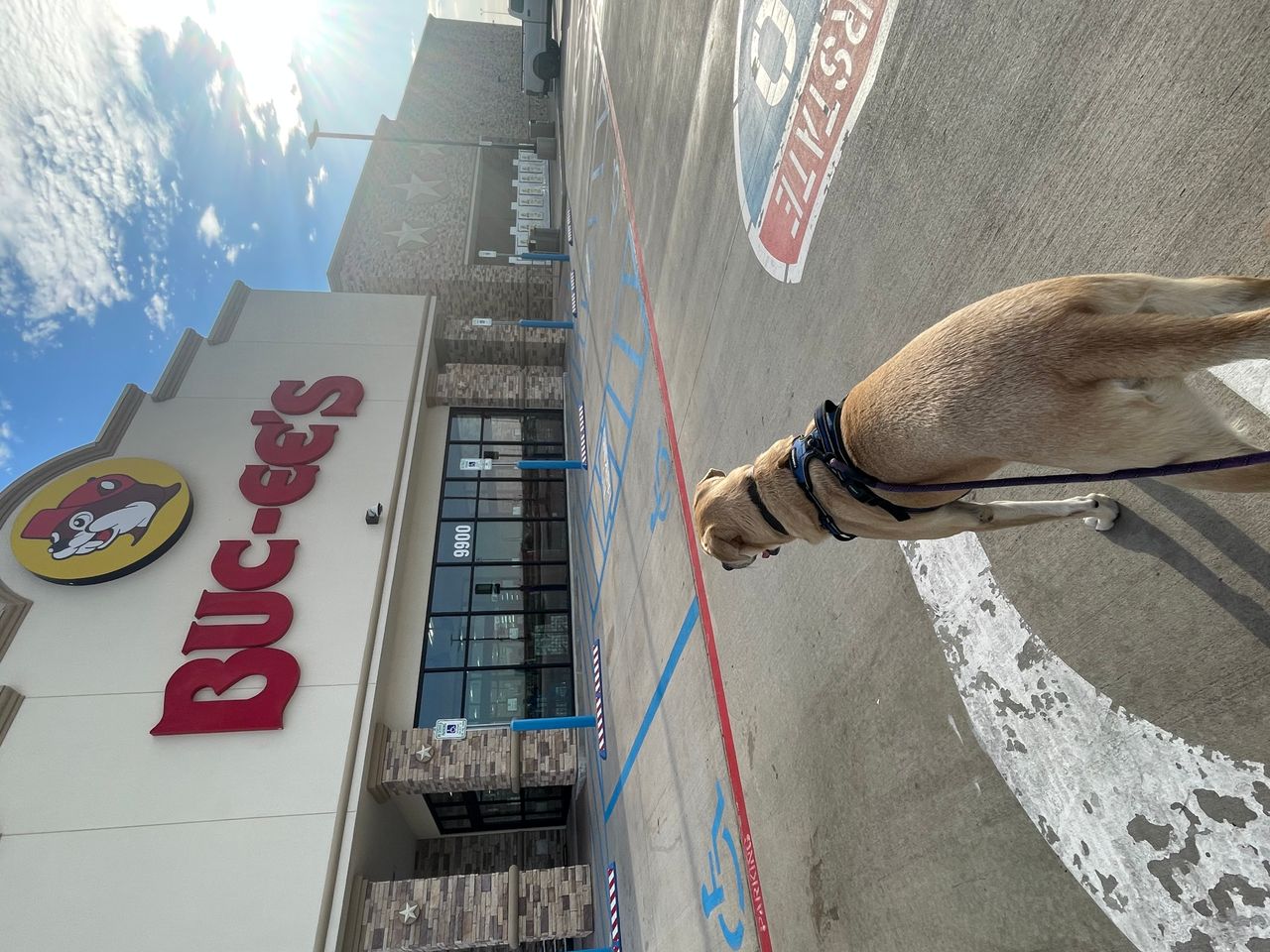 Pet travel photo 6