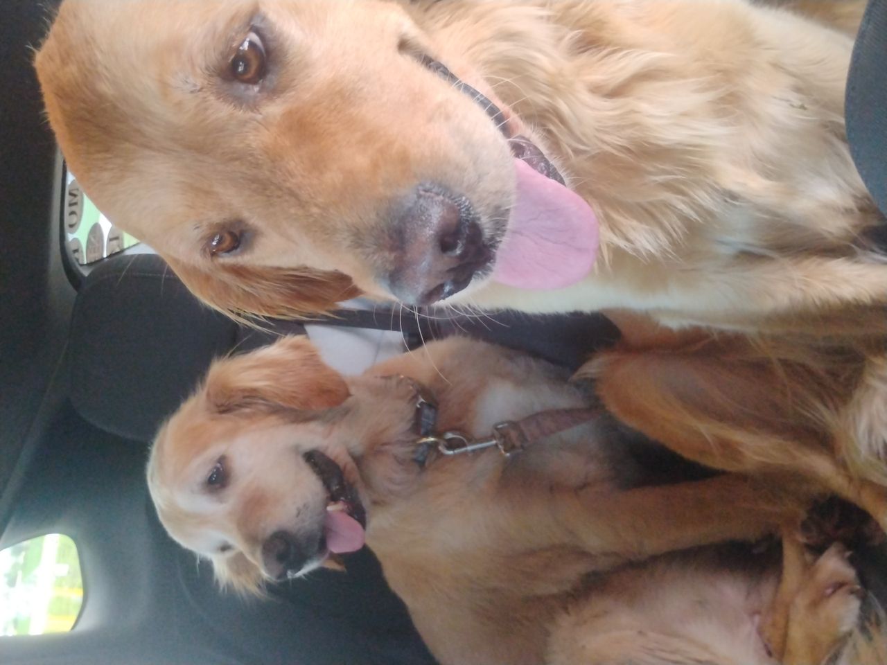 Pet travel photo 5