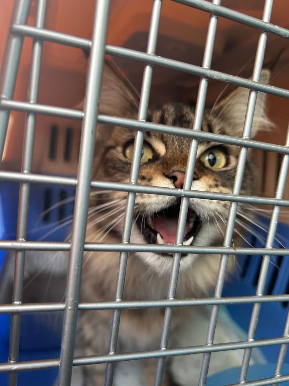 Pet travel photo 3