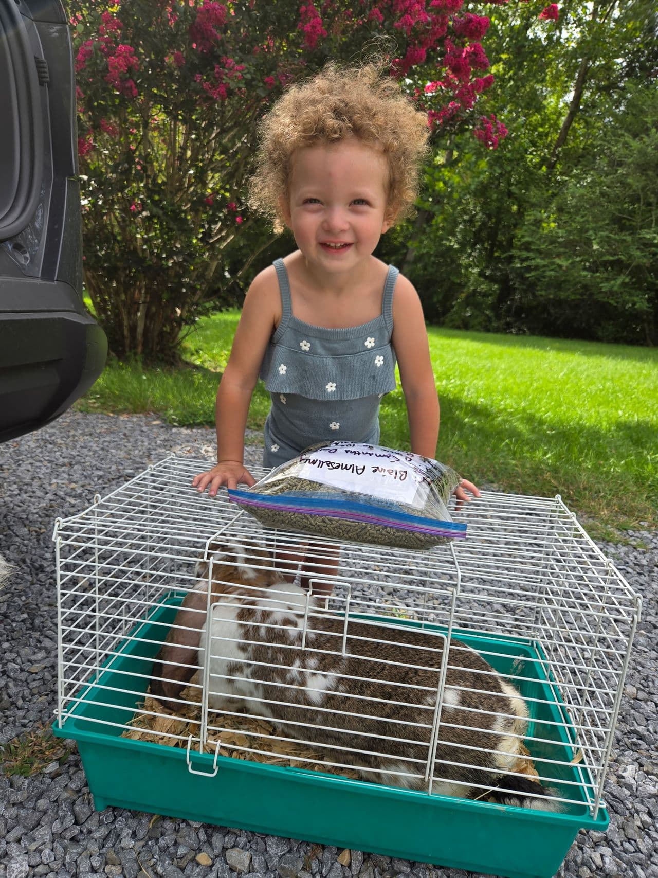 Pet travel photo 4
