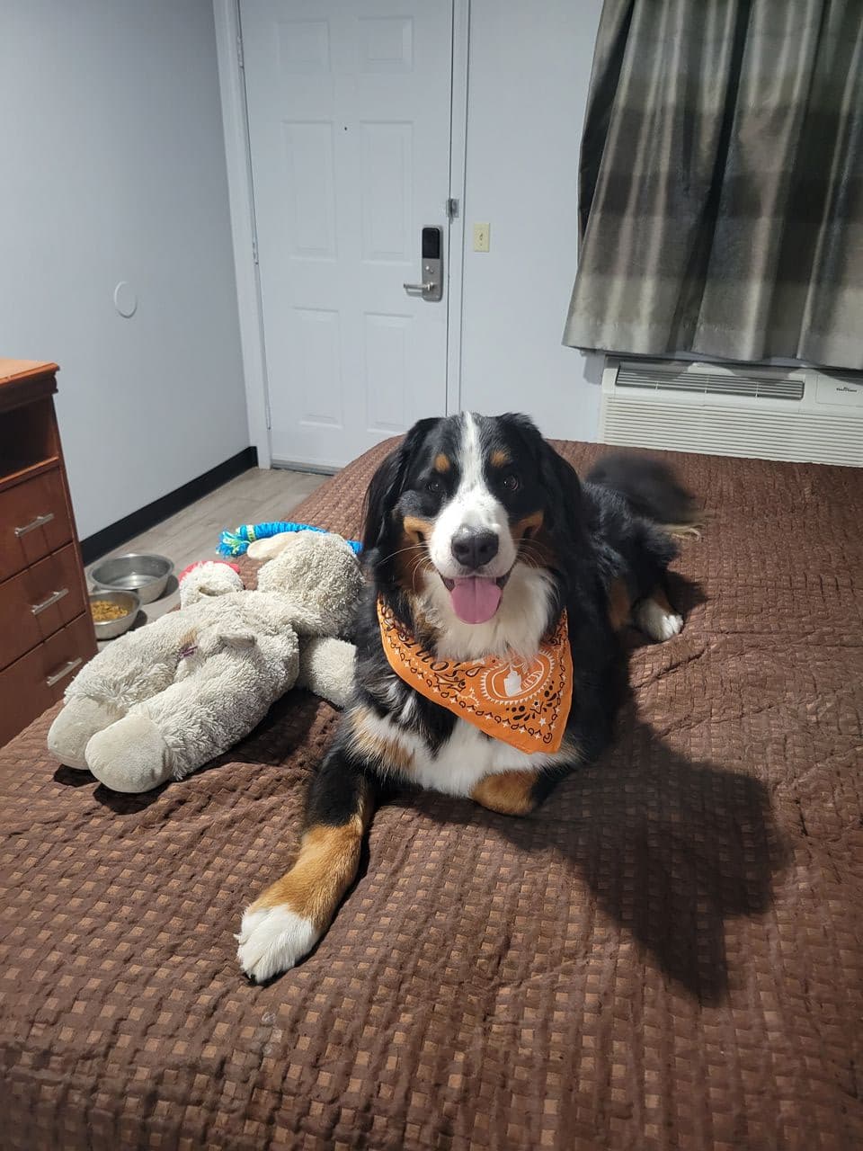 Pet travel photo 1