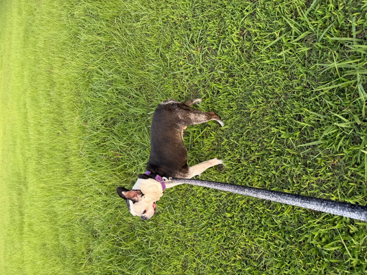 Pet travel photo 6