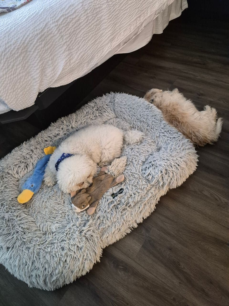Pet travel photo 2