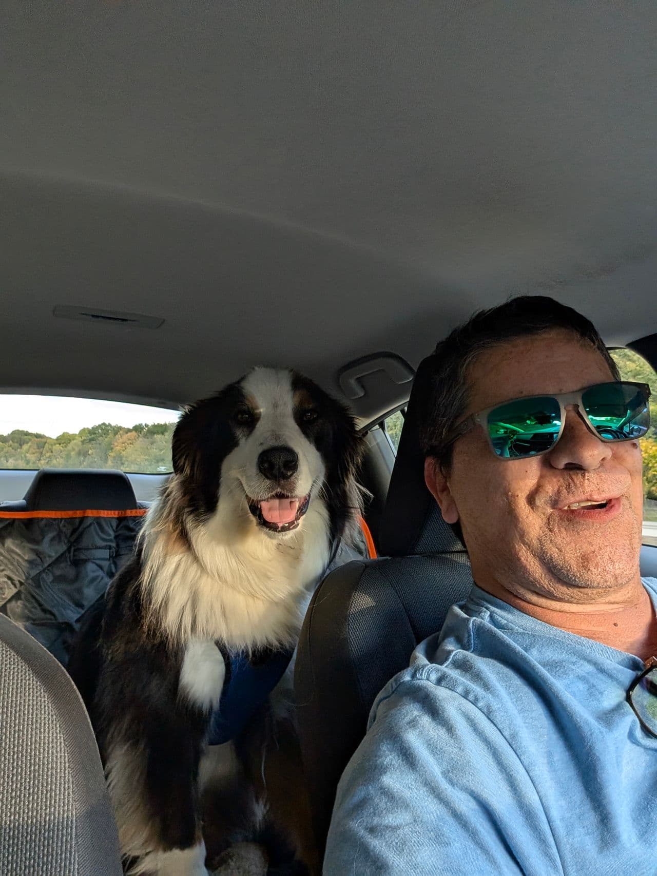 Pet travel photo 2