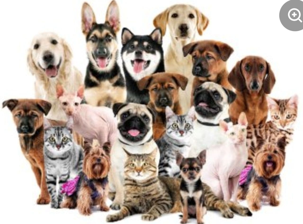 Professional transportation of pets