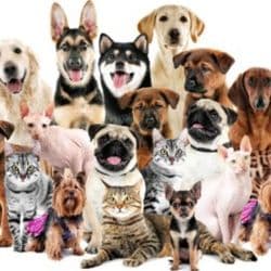 Professional transportation of pets