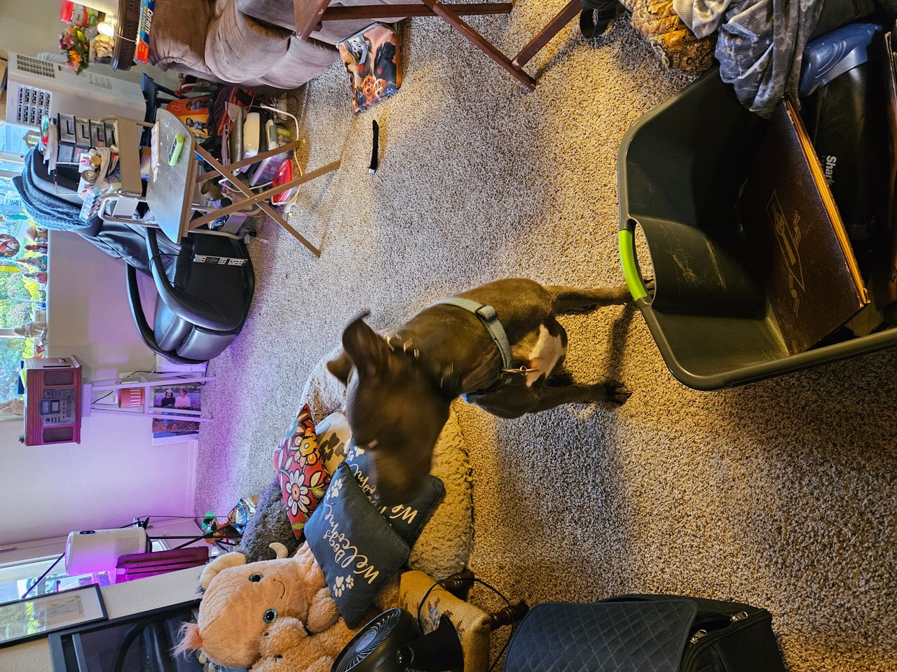 Pet travel photo 1