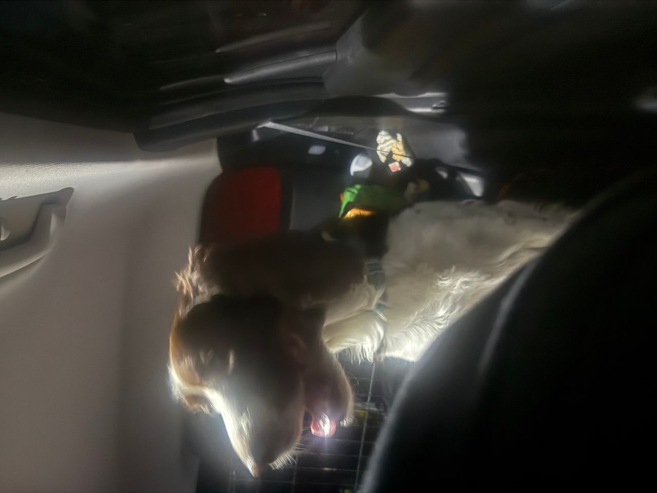 Pet travel photo 2