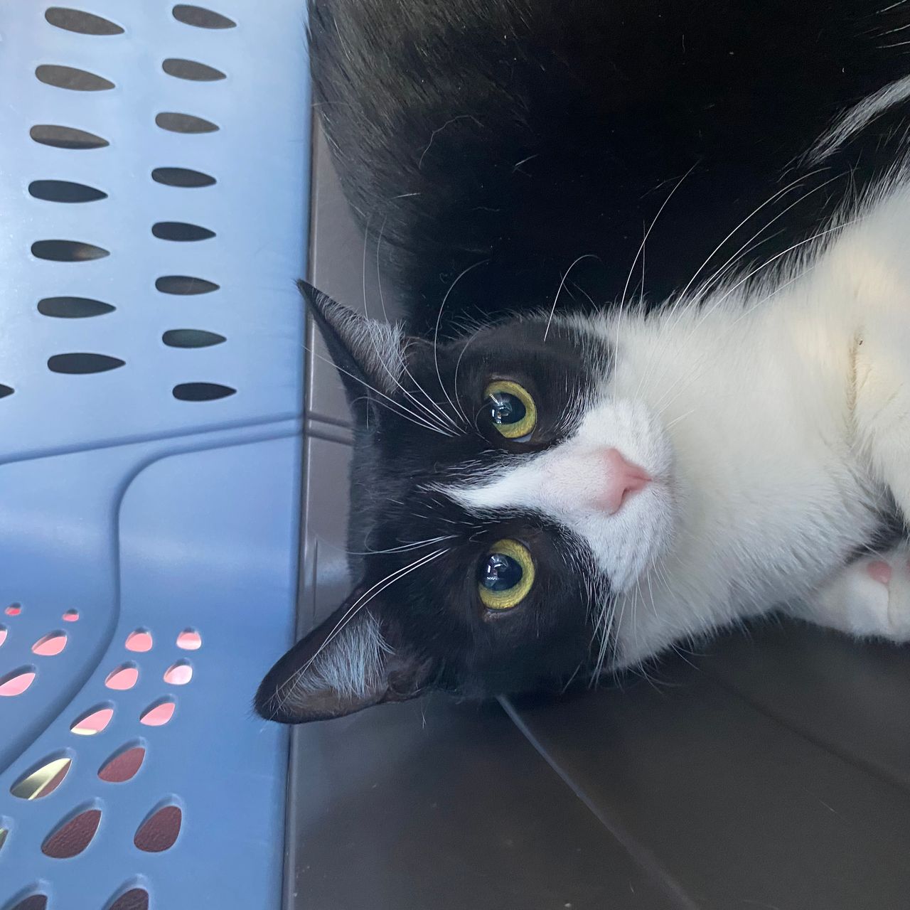 Pet travel photo 6