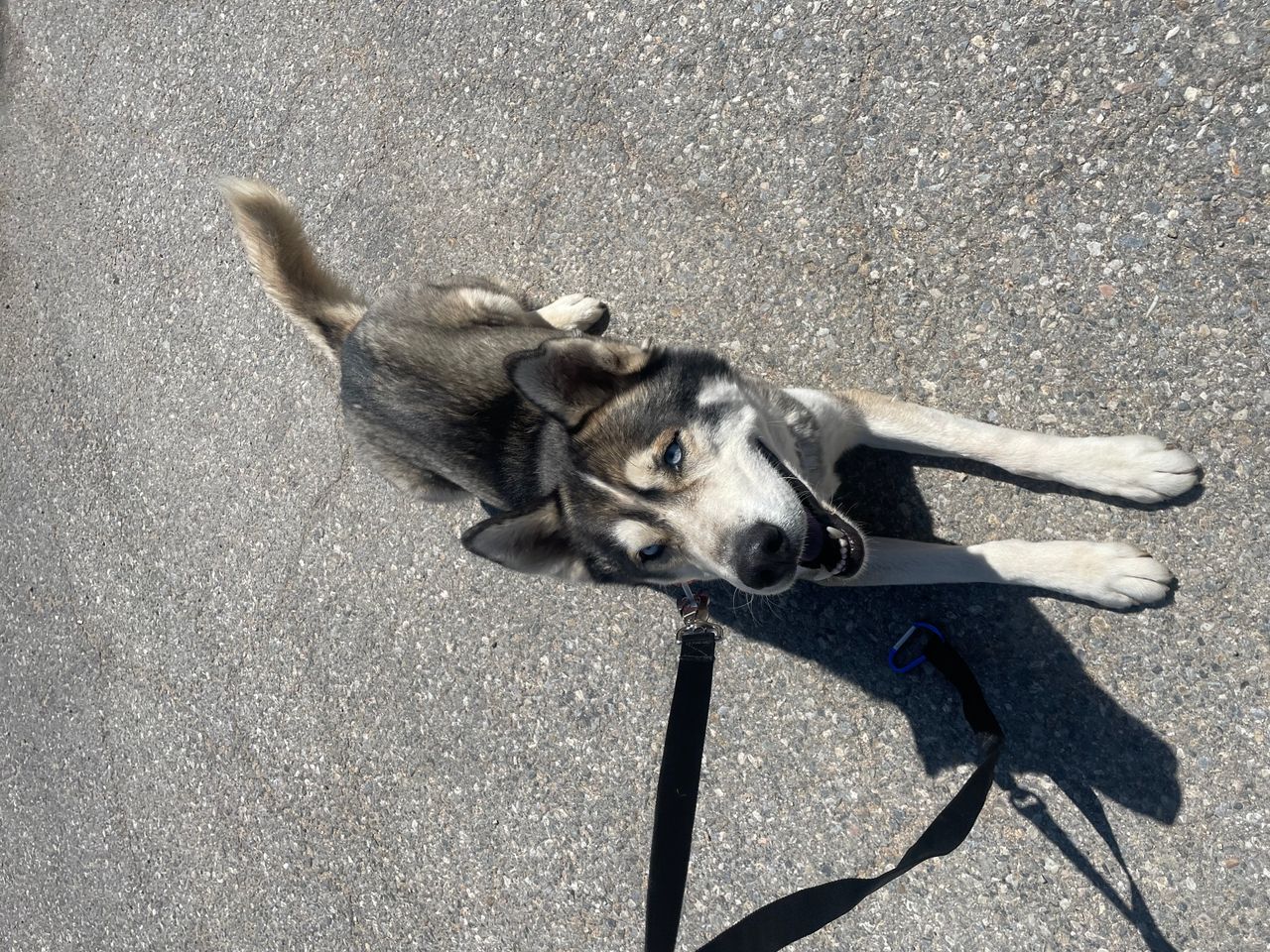 Pet travel photo 4