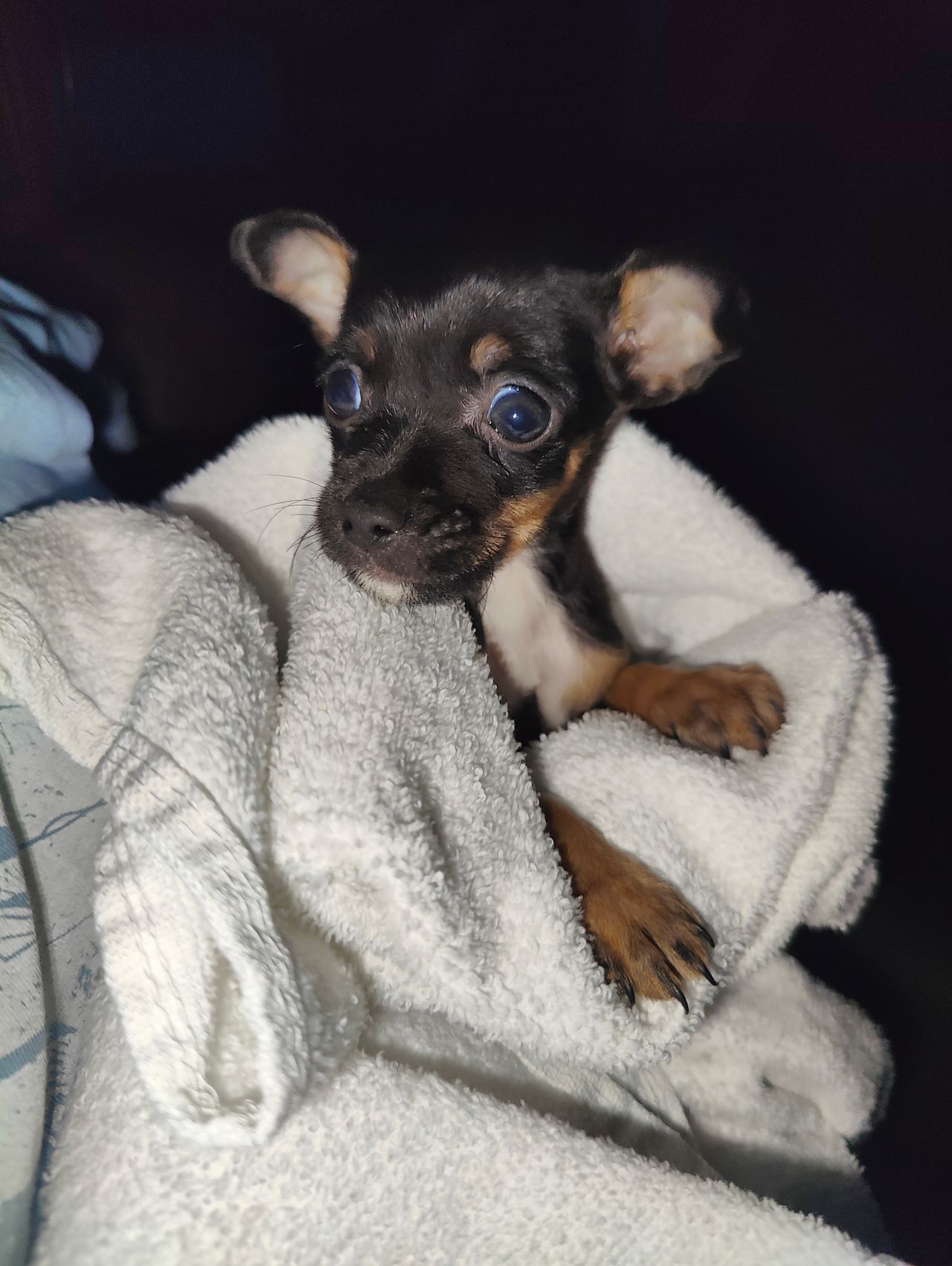 Pet travel photo 1