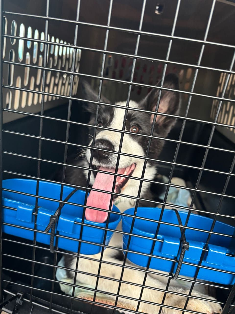 Pet travel photo 1