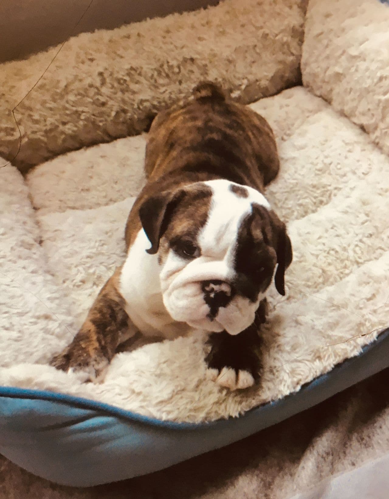 Pet travel photo 6