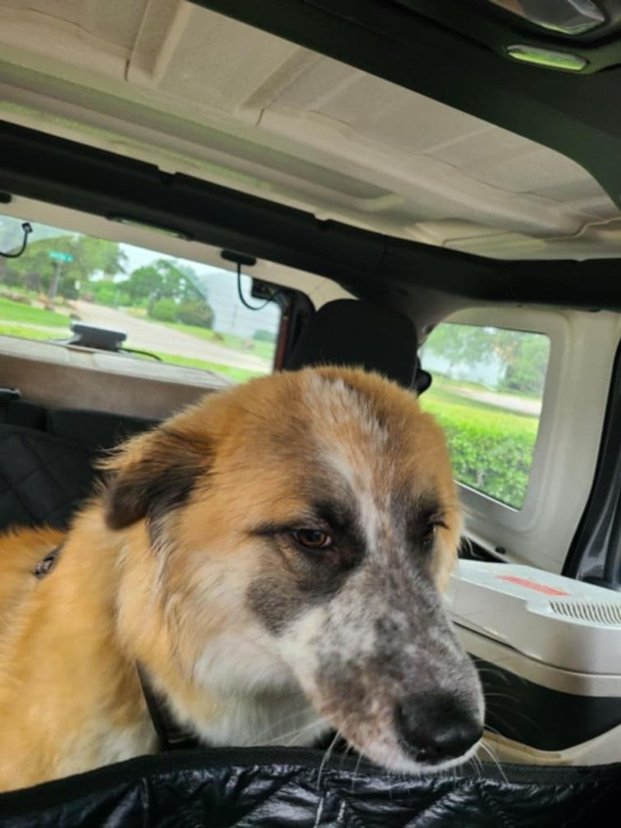 Pet travel photo 4