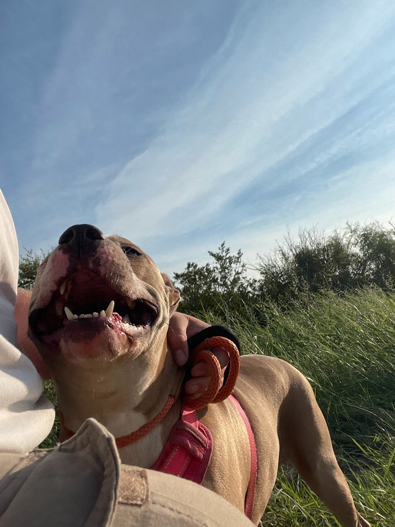 Pet travel photo 3