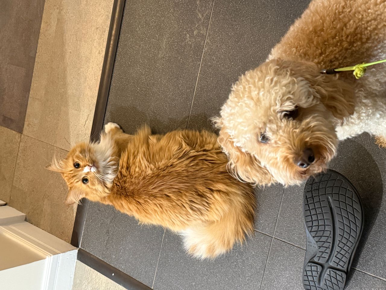Pet travel photo 6