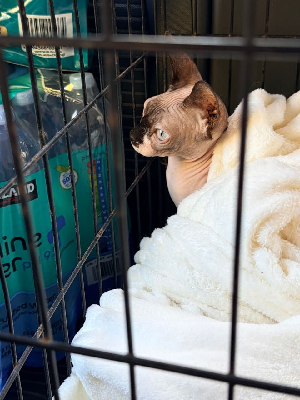 Pet travel photo 6
