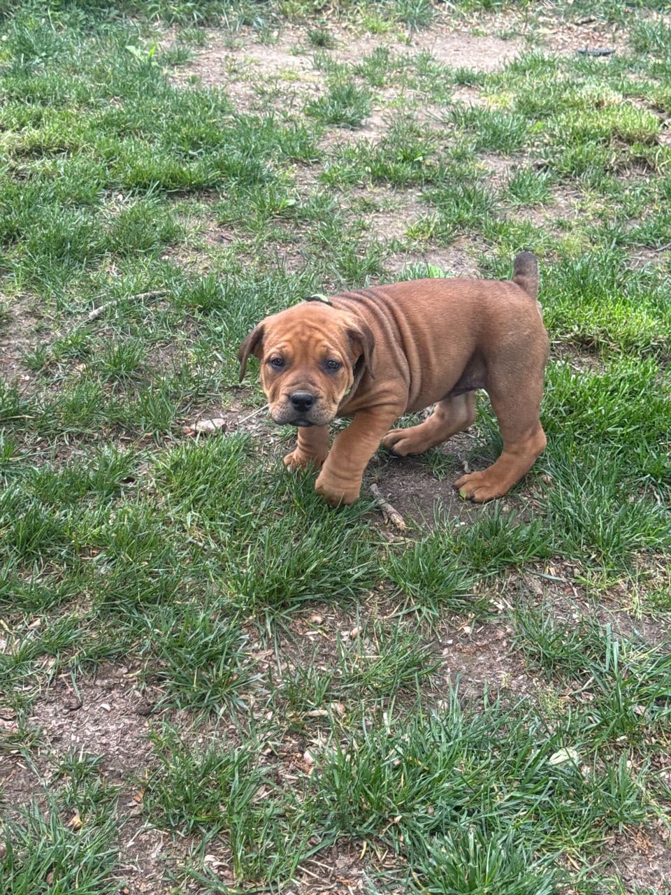Pet travel photo 4