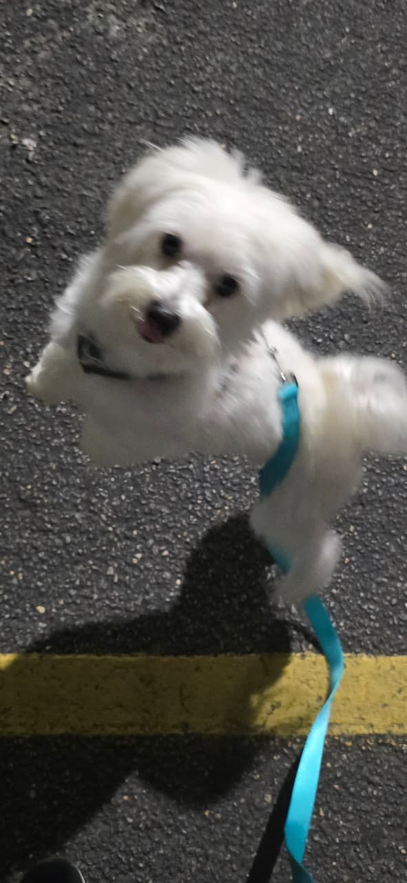 Pet travel photo 5