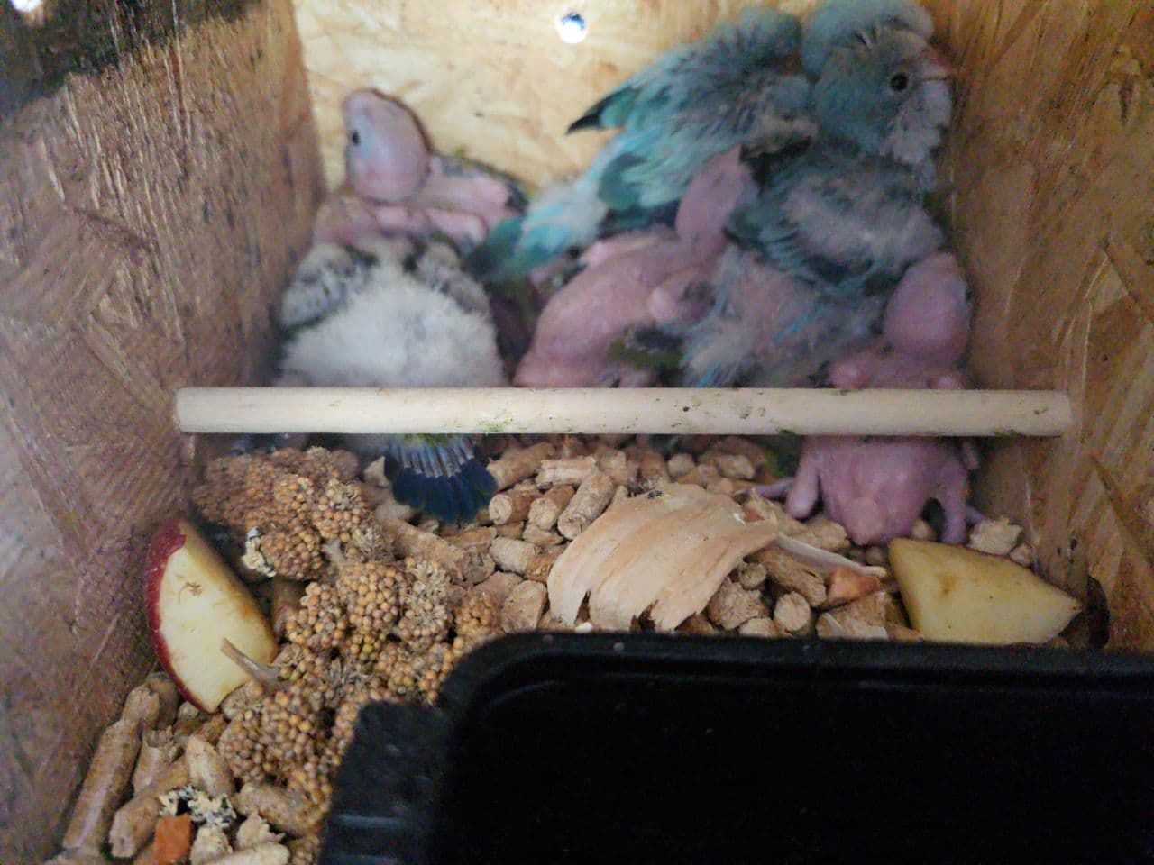 Pet travel photo 4