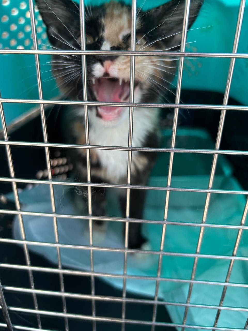 Pet travel photo 4