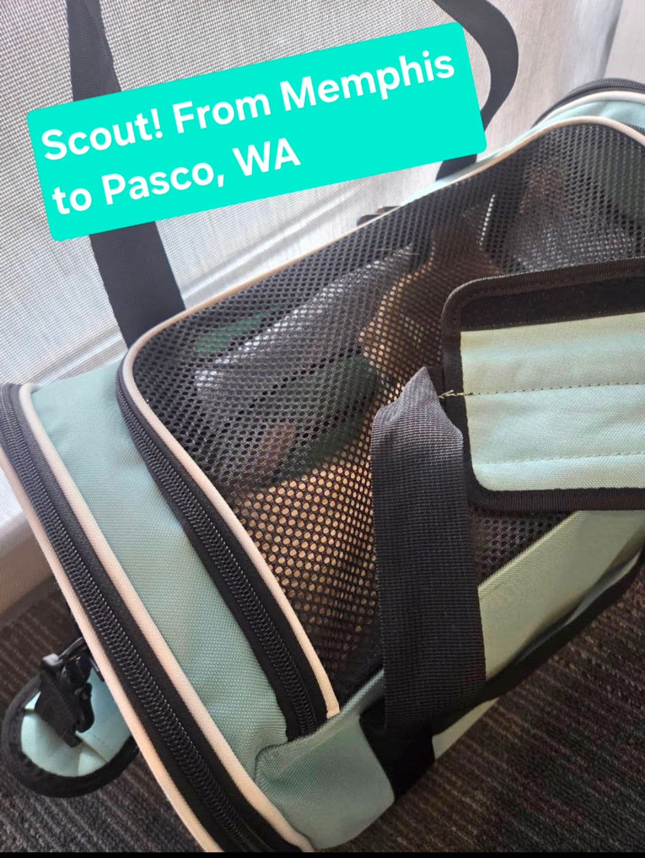Pet travel photo 1