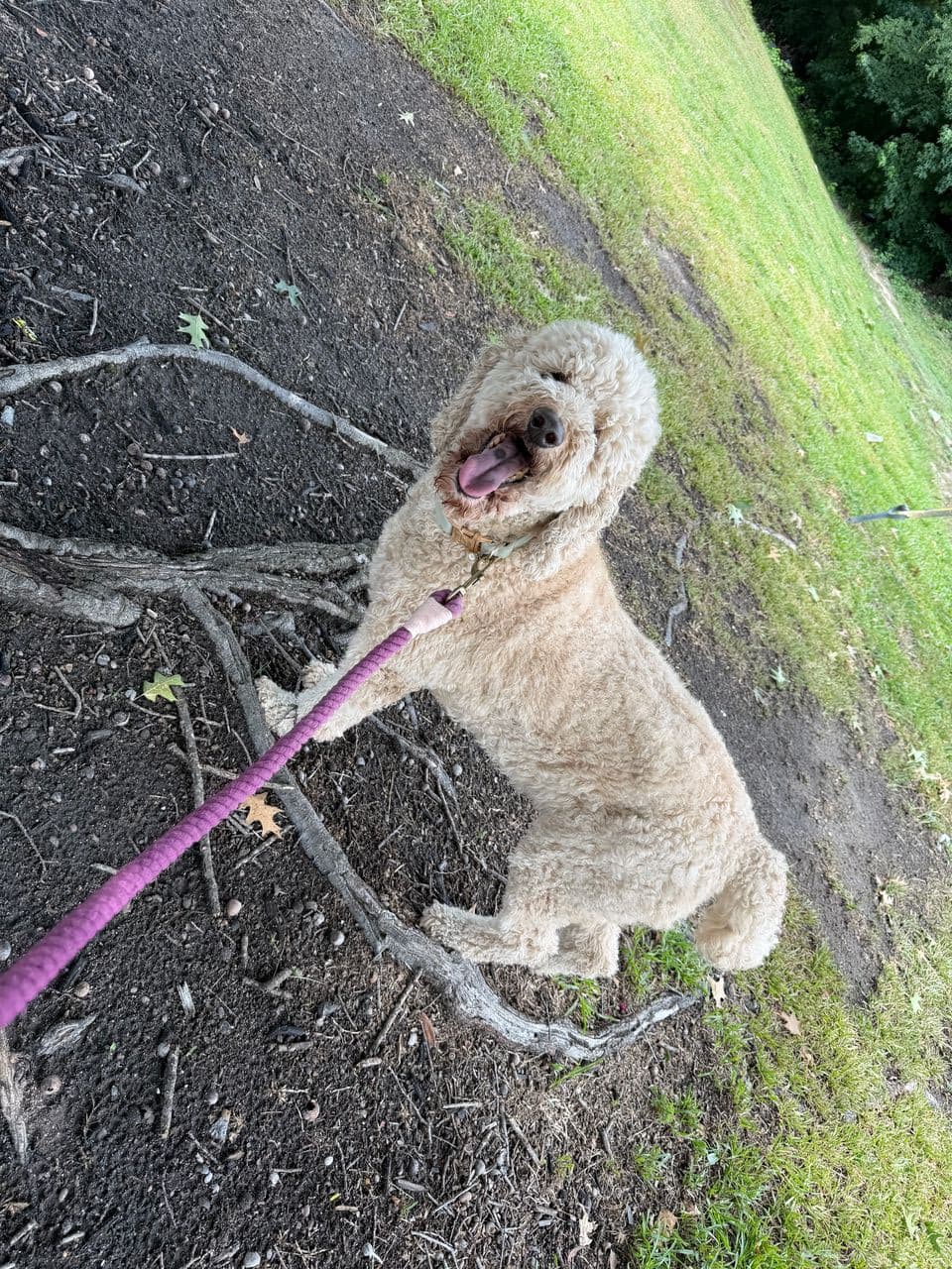 Pet travel photo 4