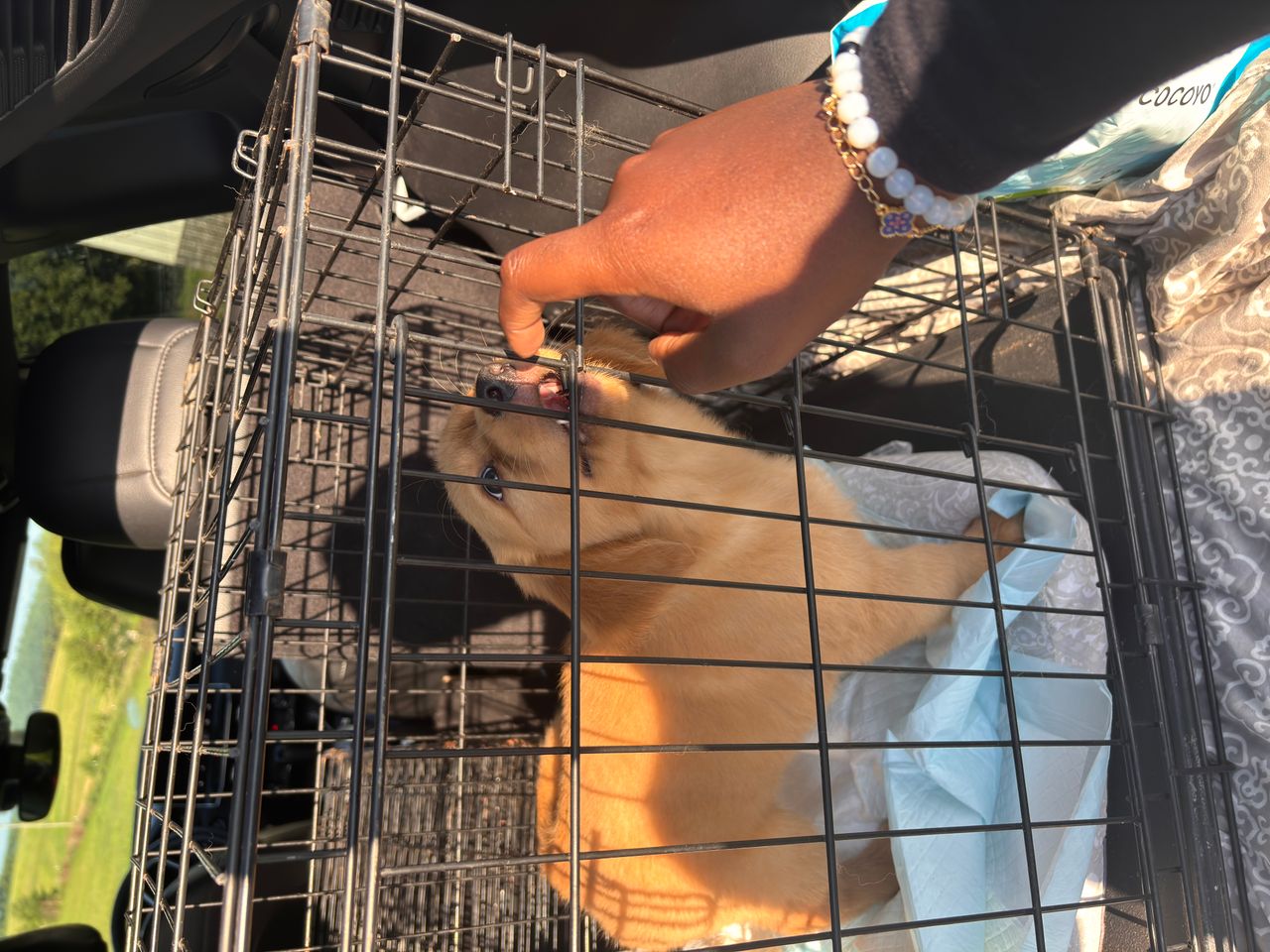 Pet travel photo 4