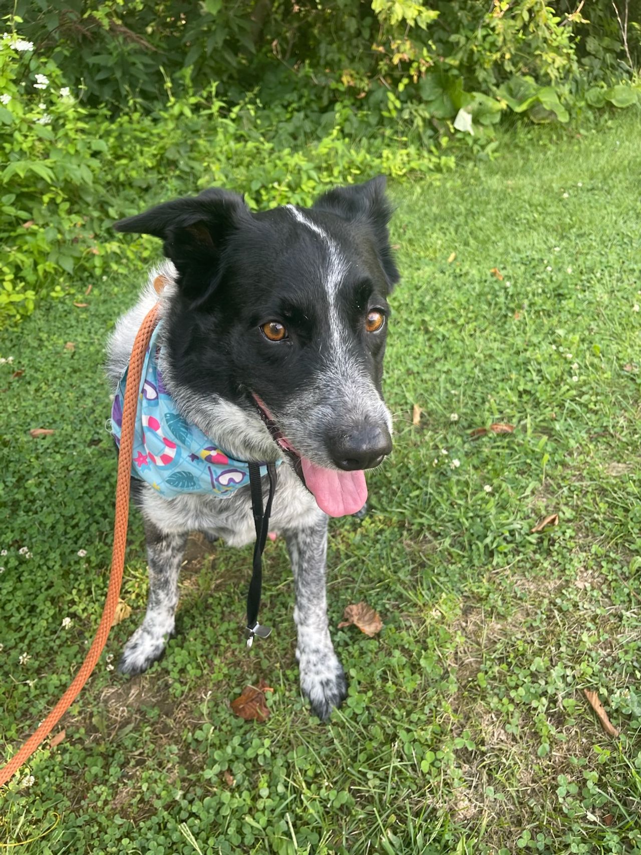 Pet travel photo 2