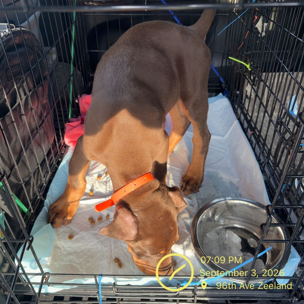 Pet travel photo 3
