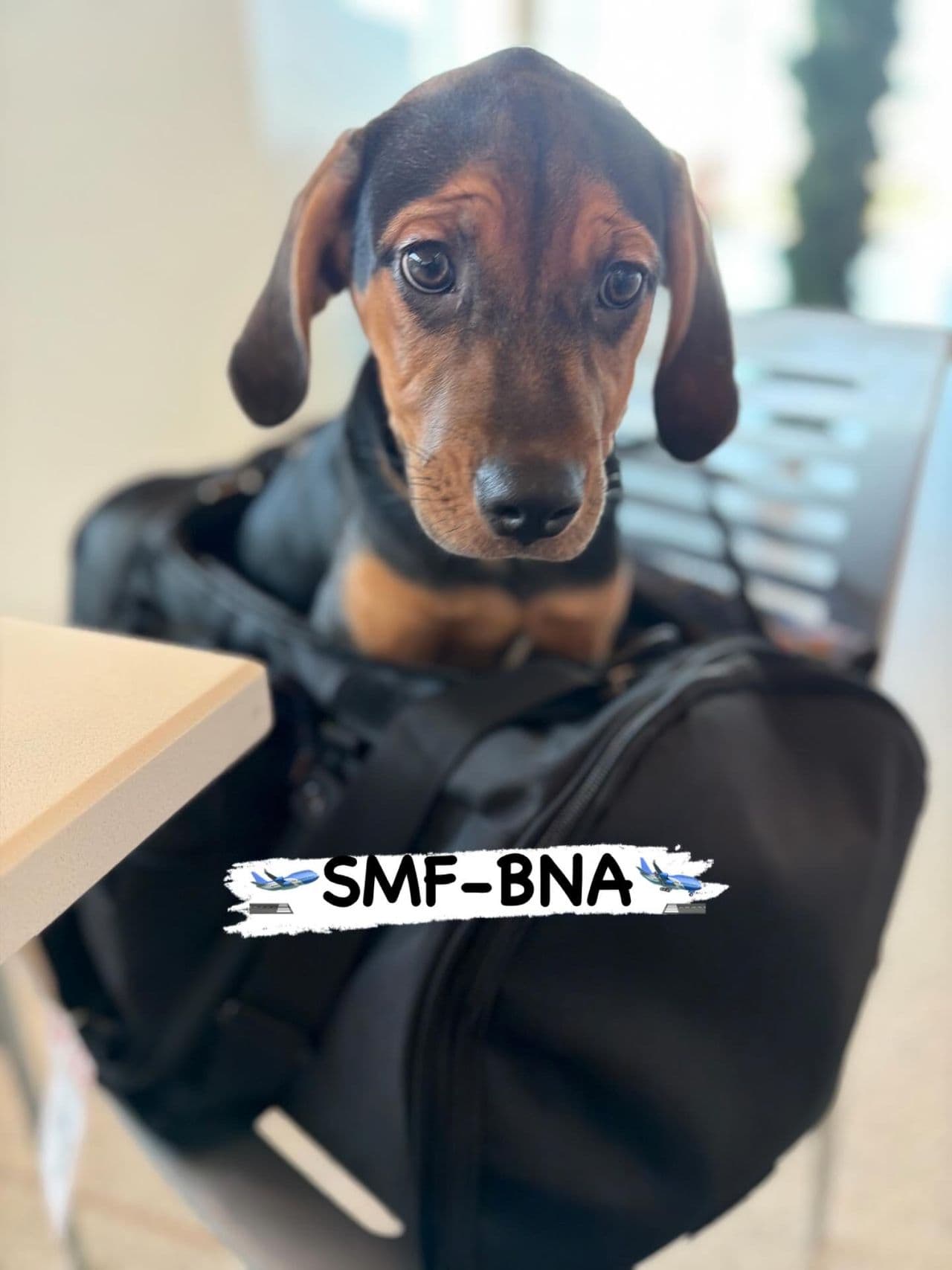 Pet travel photo 3