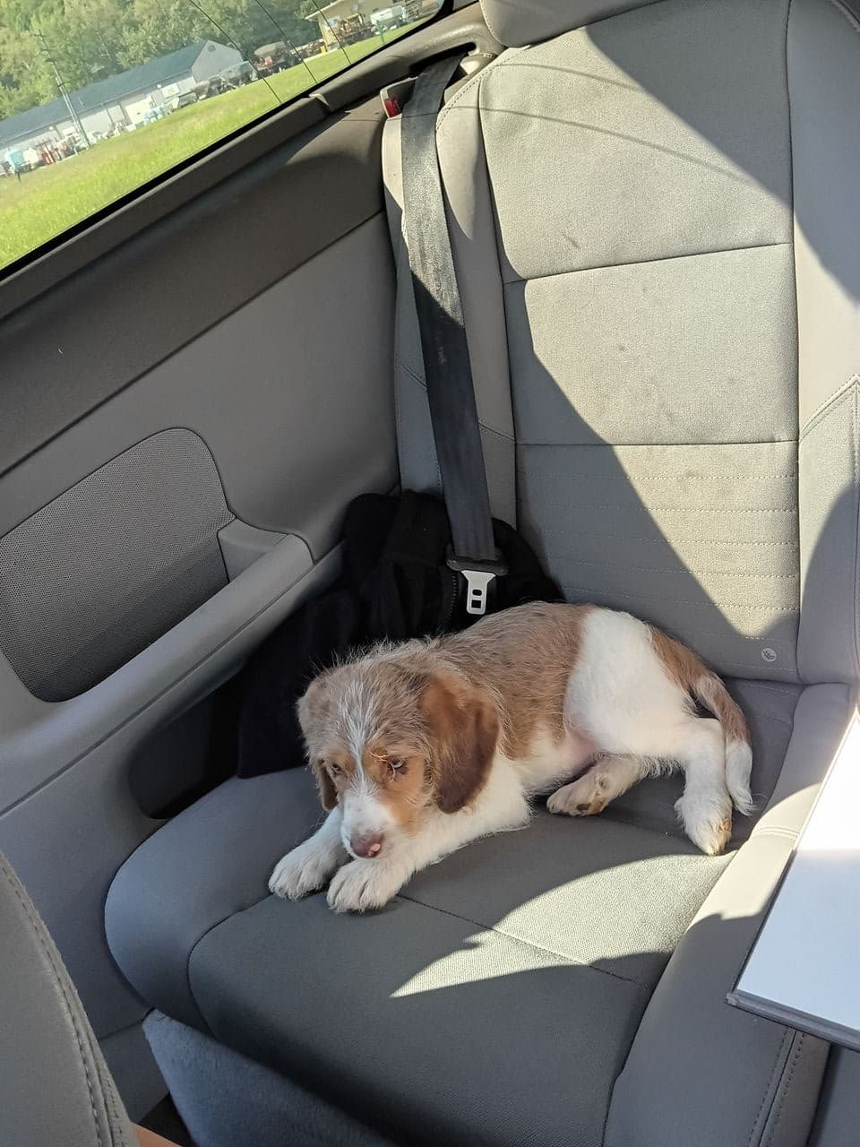 Pet travel photo 1
