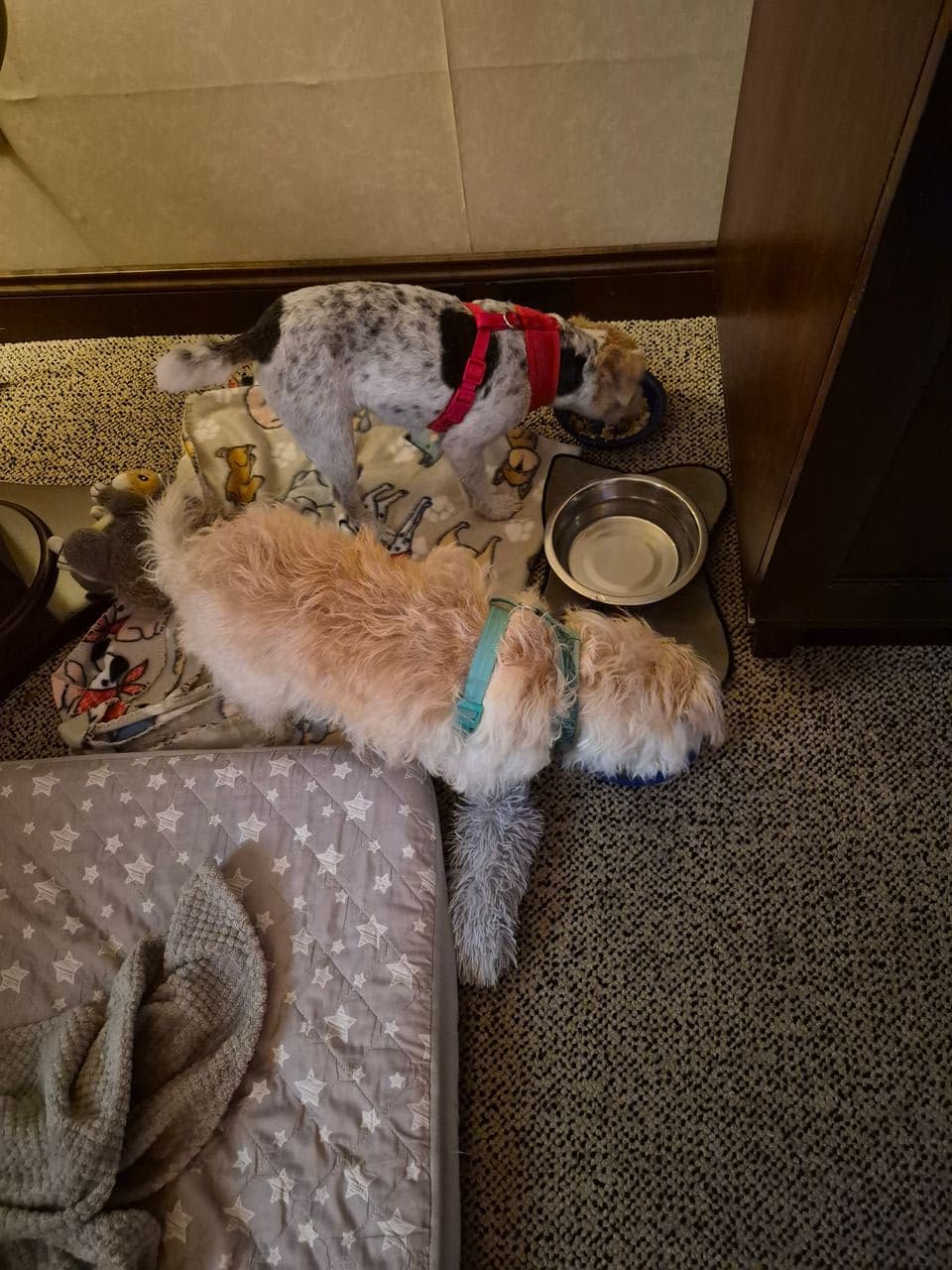 Pet travel photo 2