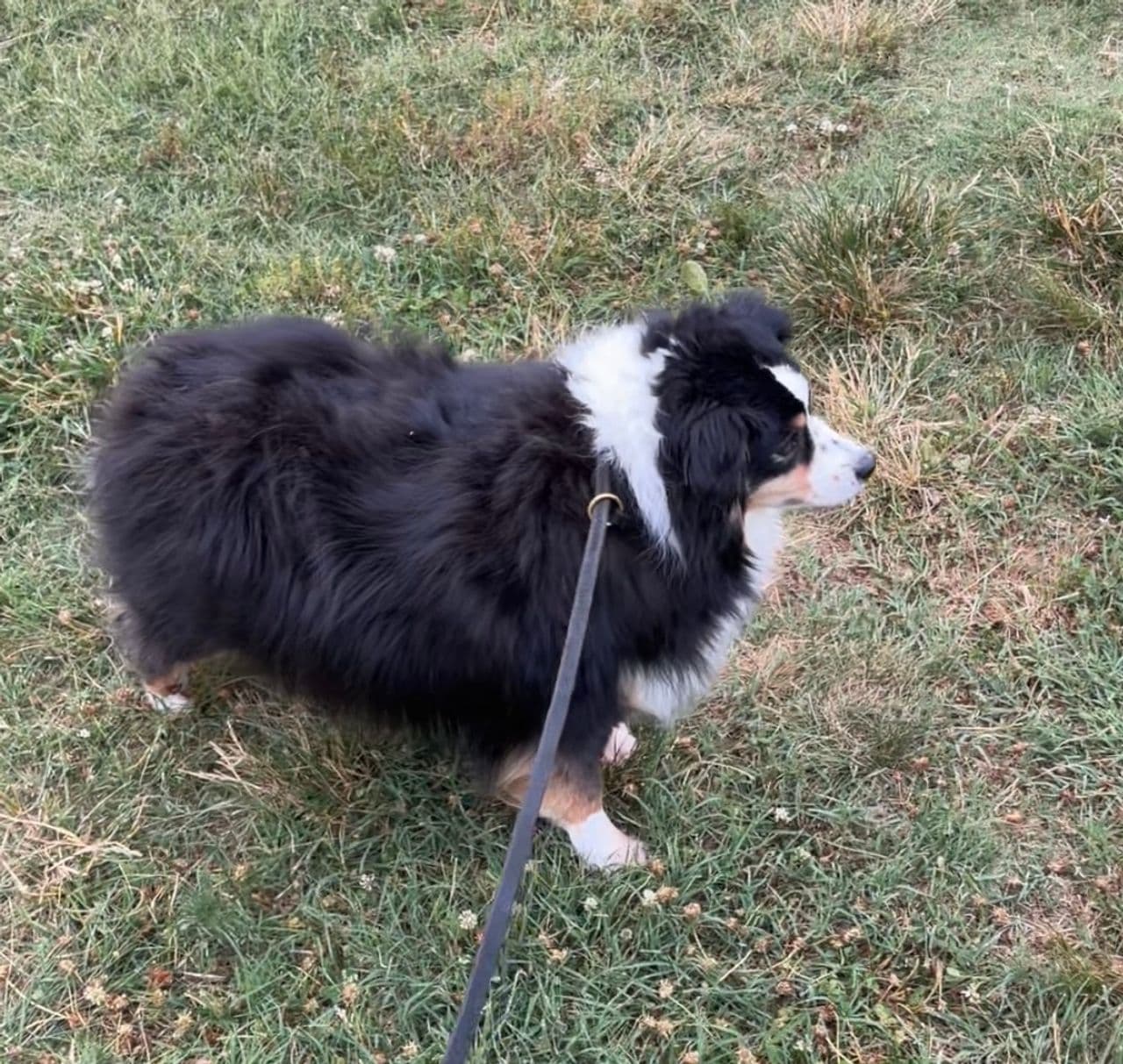 Pet travel photo 1