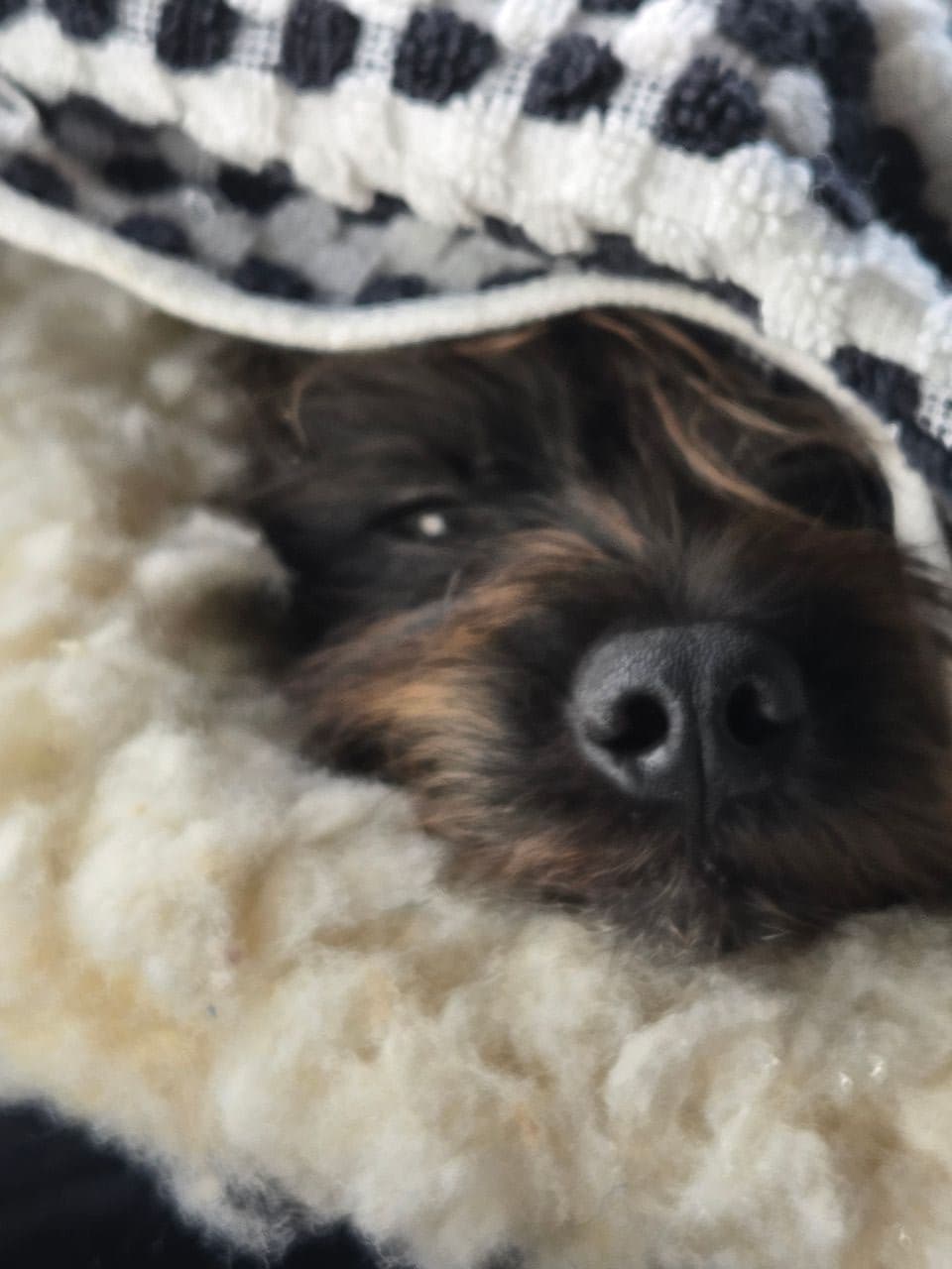Pet travel photo 6
