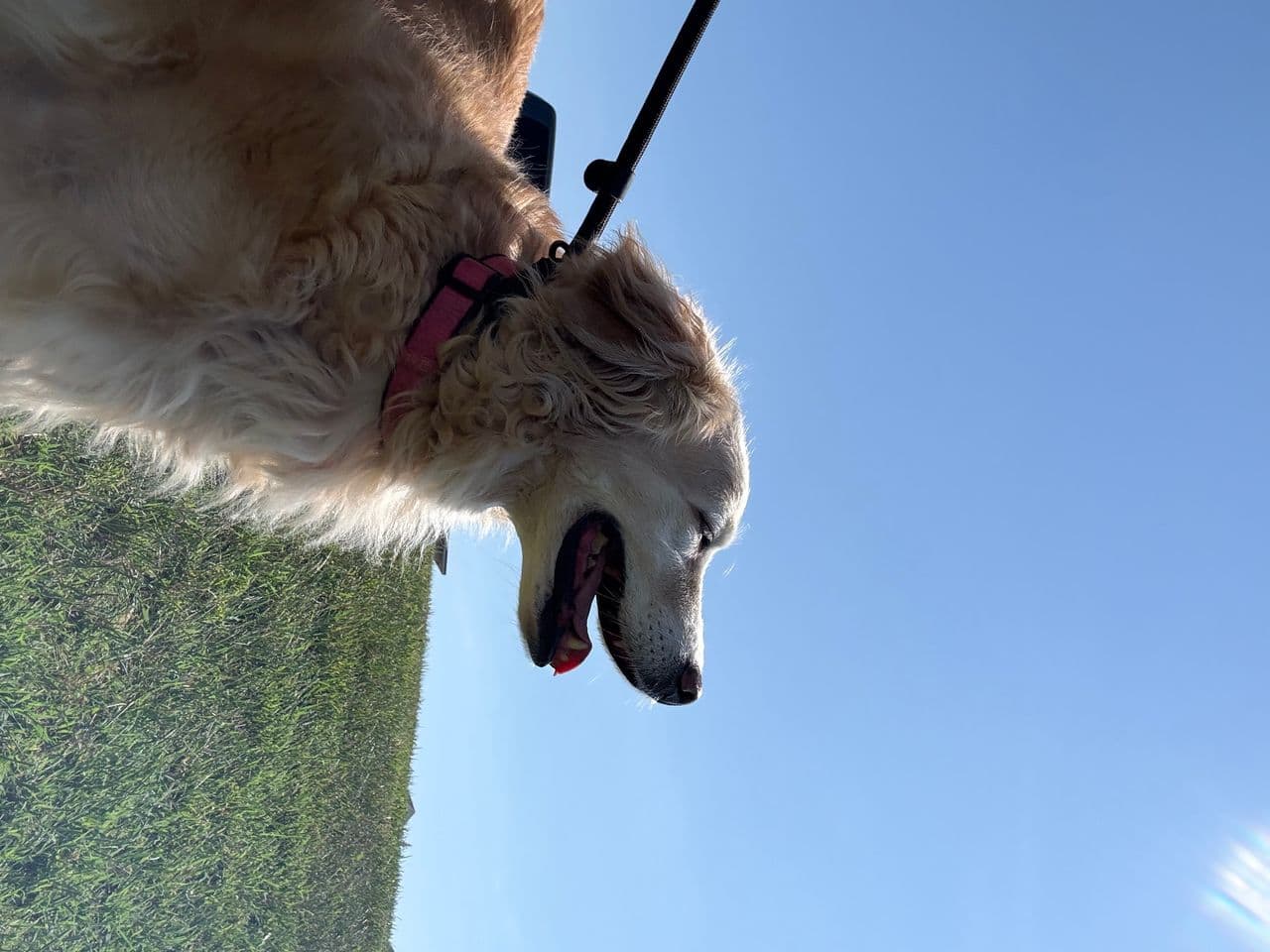 Pet travel photo 1