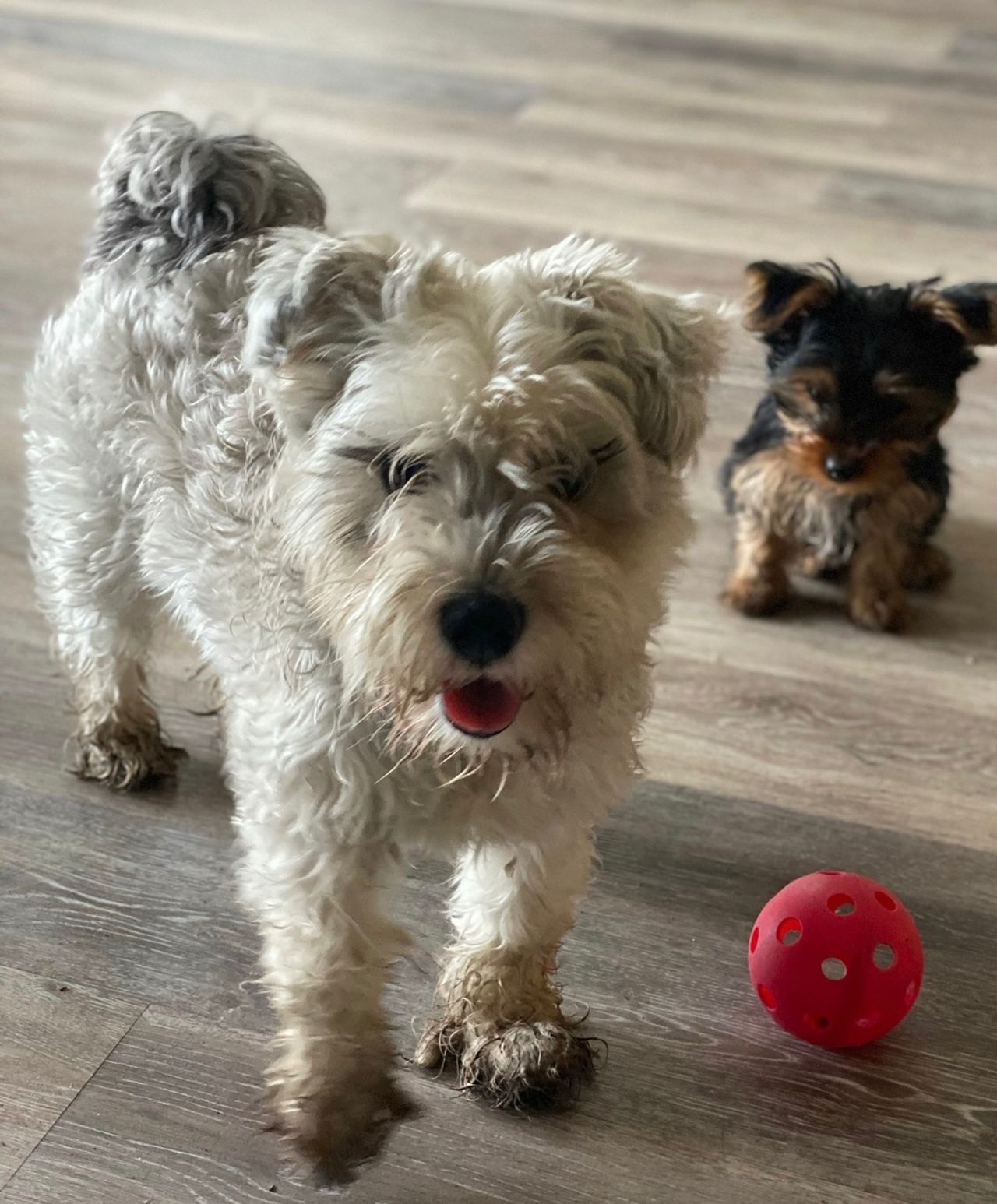 Pet travel photo 2