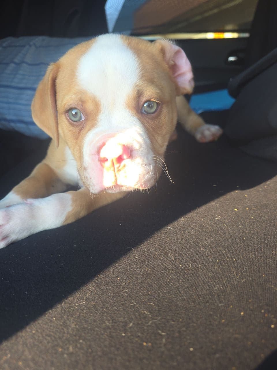 Pet travel photo 5