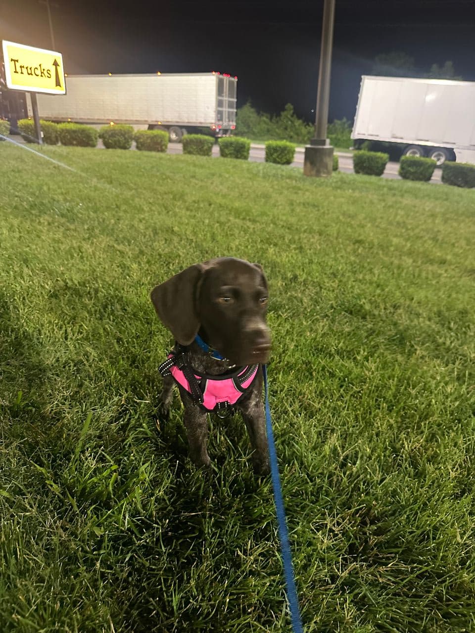 Pet travel photo 5