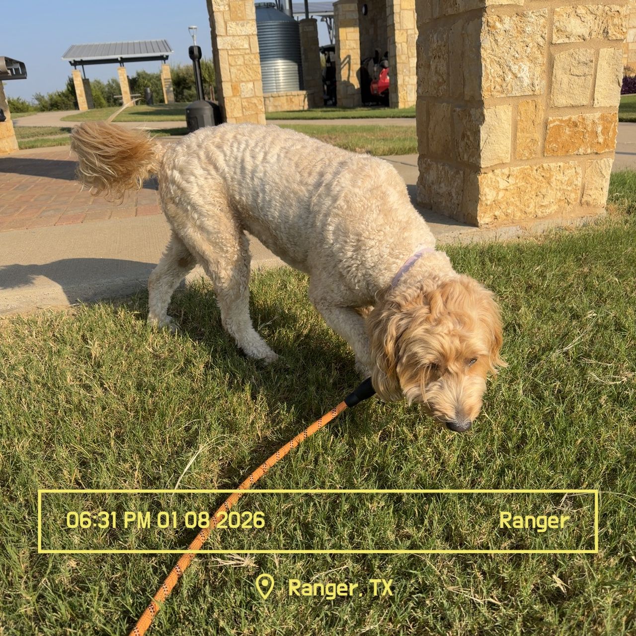 Pet travel photo 1