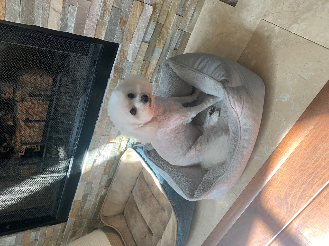 Pet travel photo 4