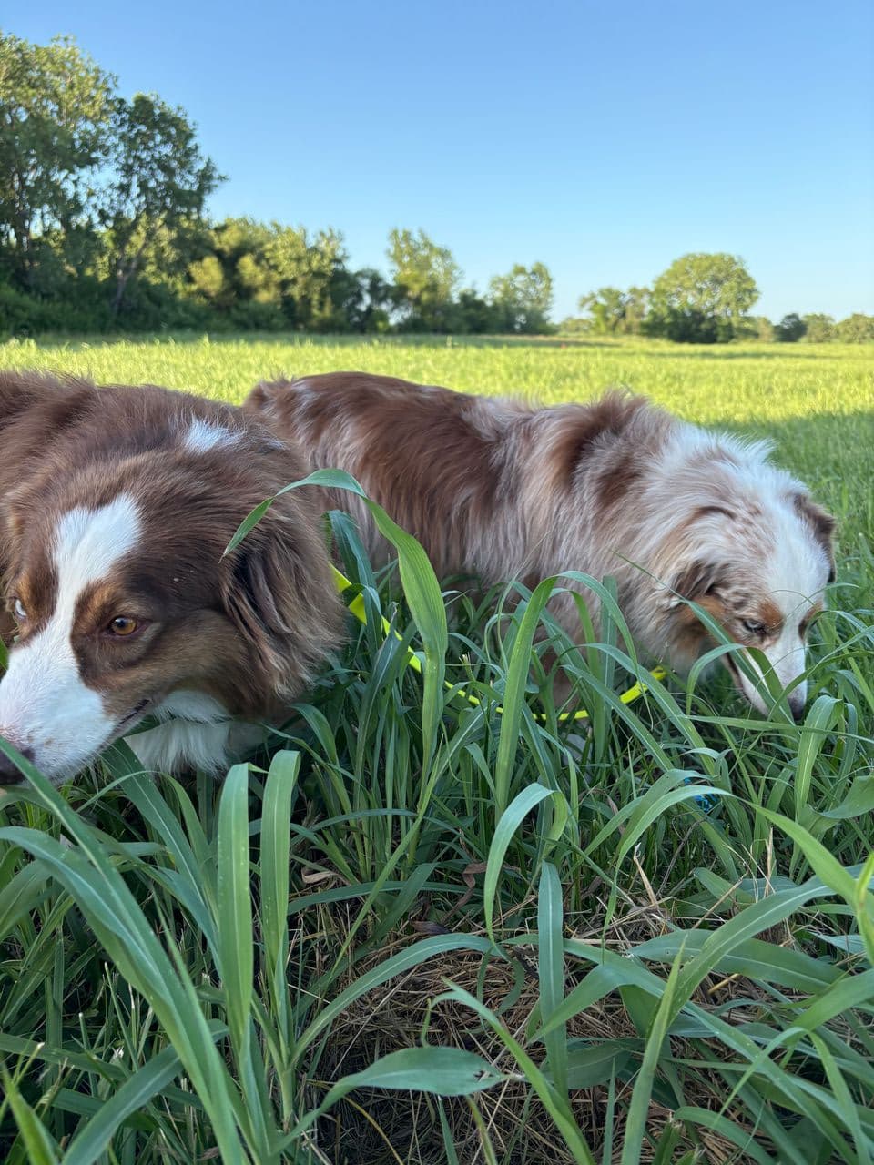 Pet travel photo 3