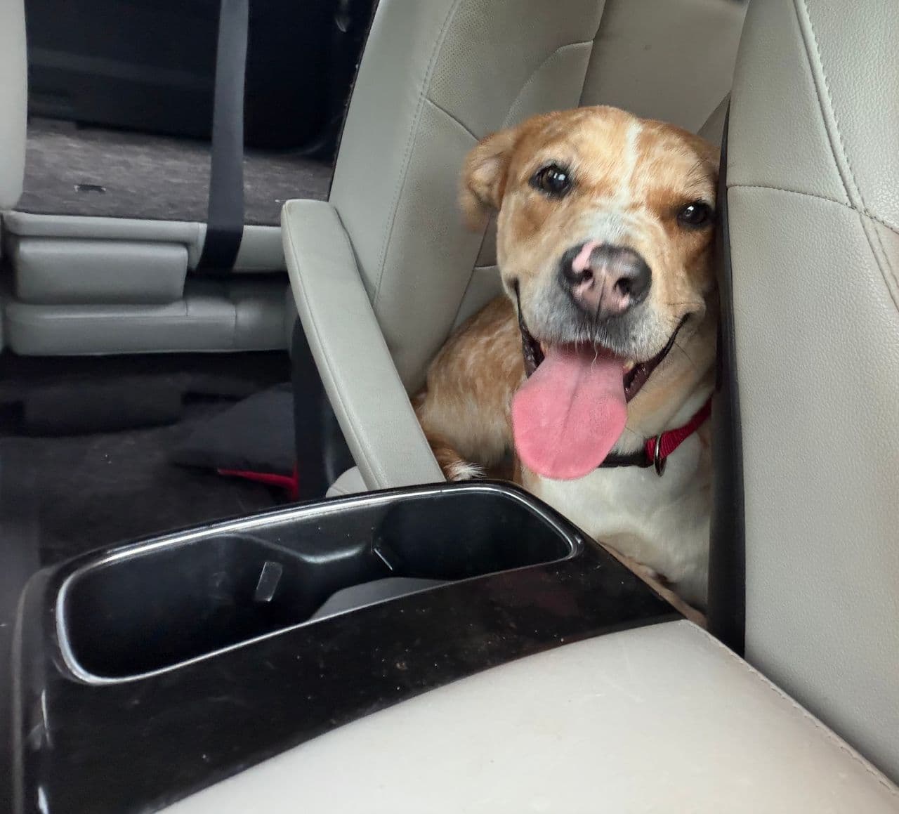 Pet travel photo 1