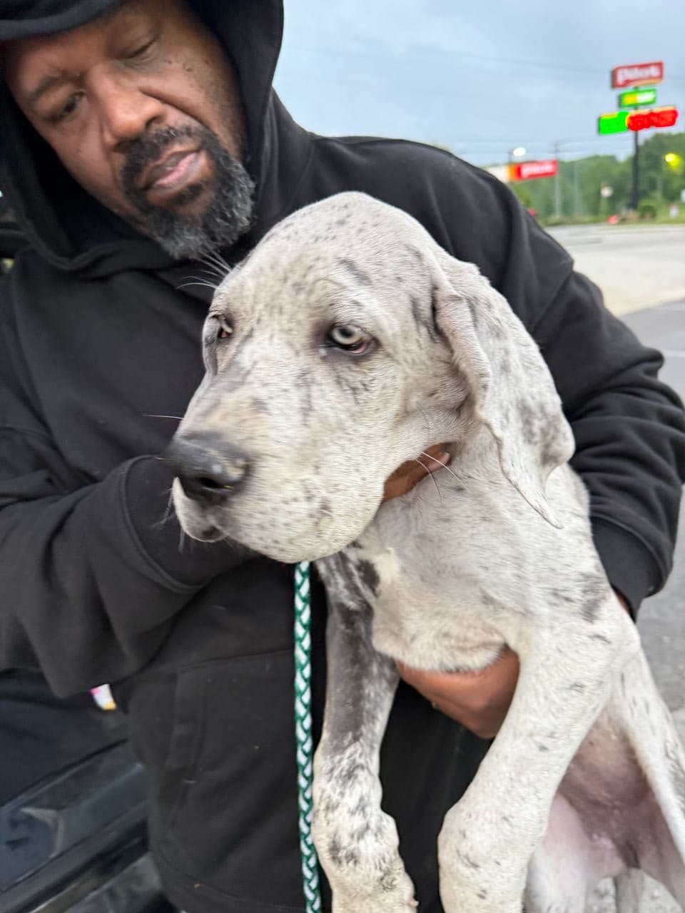 Pet travel photo 4