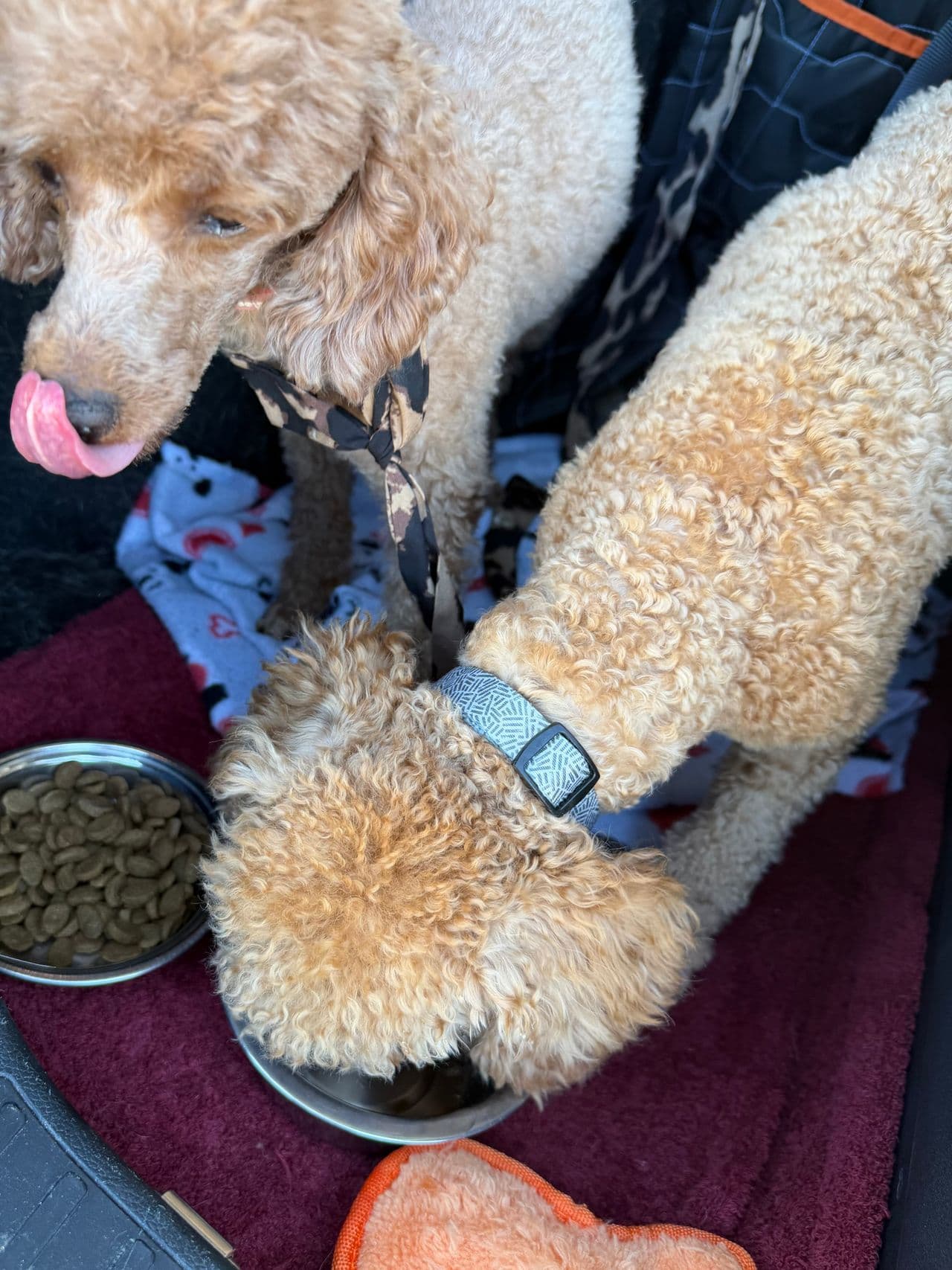 Pet travel photo 6