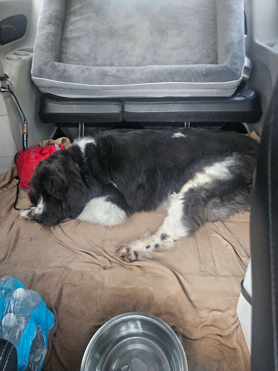 Pet travel photo 3