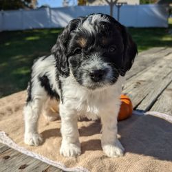 Cockapoo named Buster