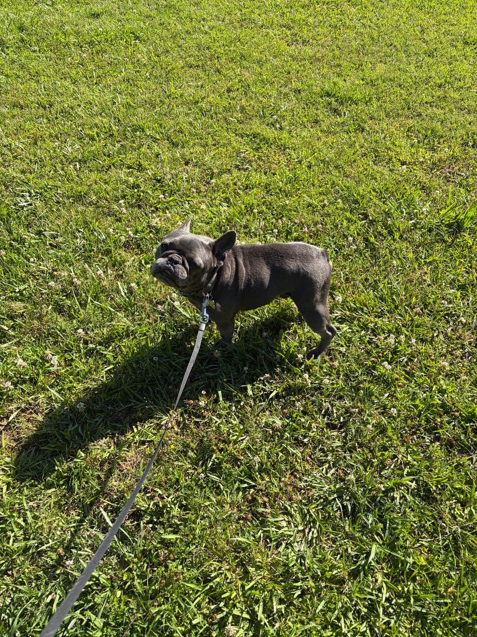 Pet travel photo 2