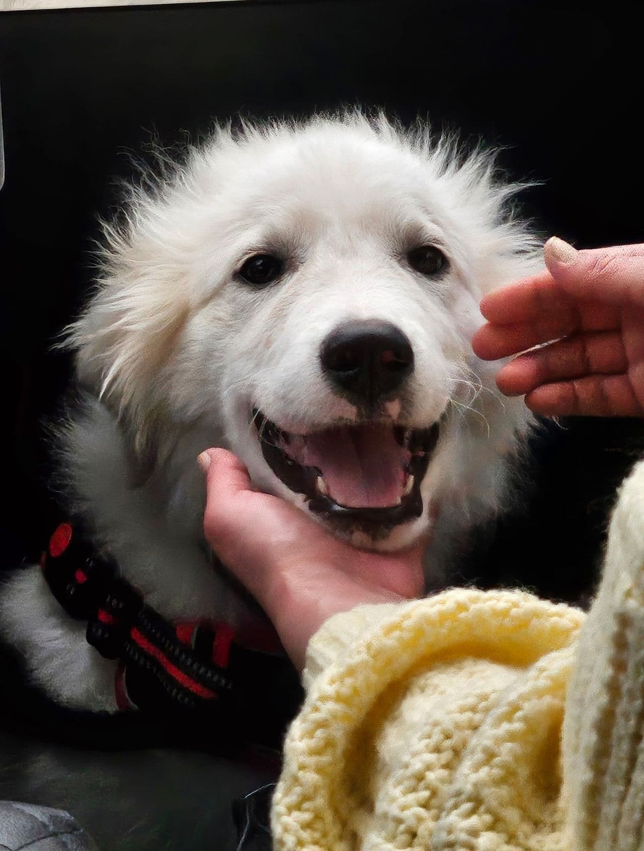 Pet travel photo 3