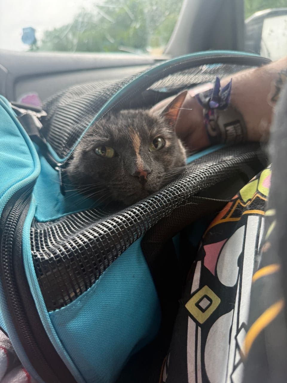 Pet travel photo 4
